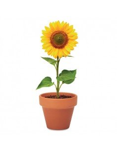 SUNFLOWER 2