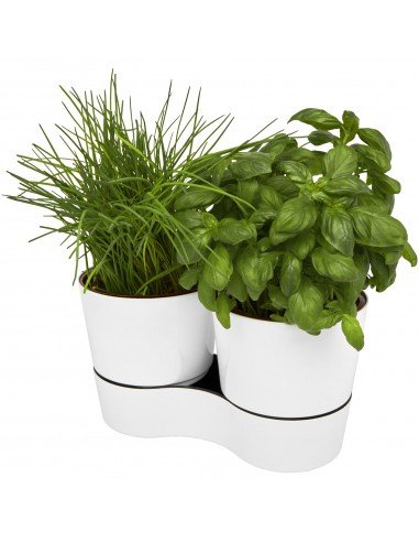 Herbs twin kitchen pot
