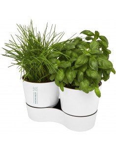 Herbs twin kitchen pot 2