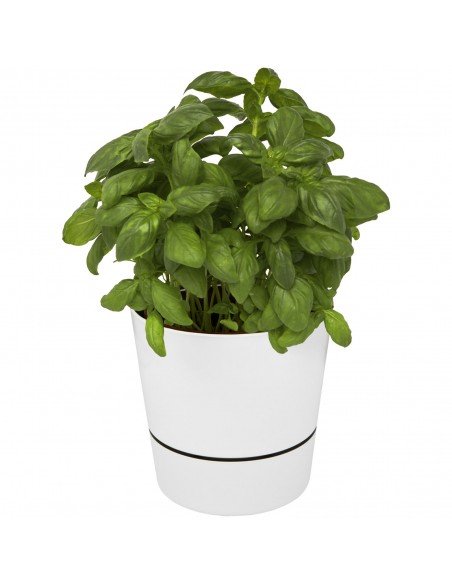 Herbs single kitchen pot